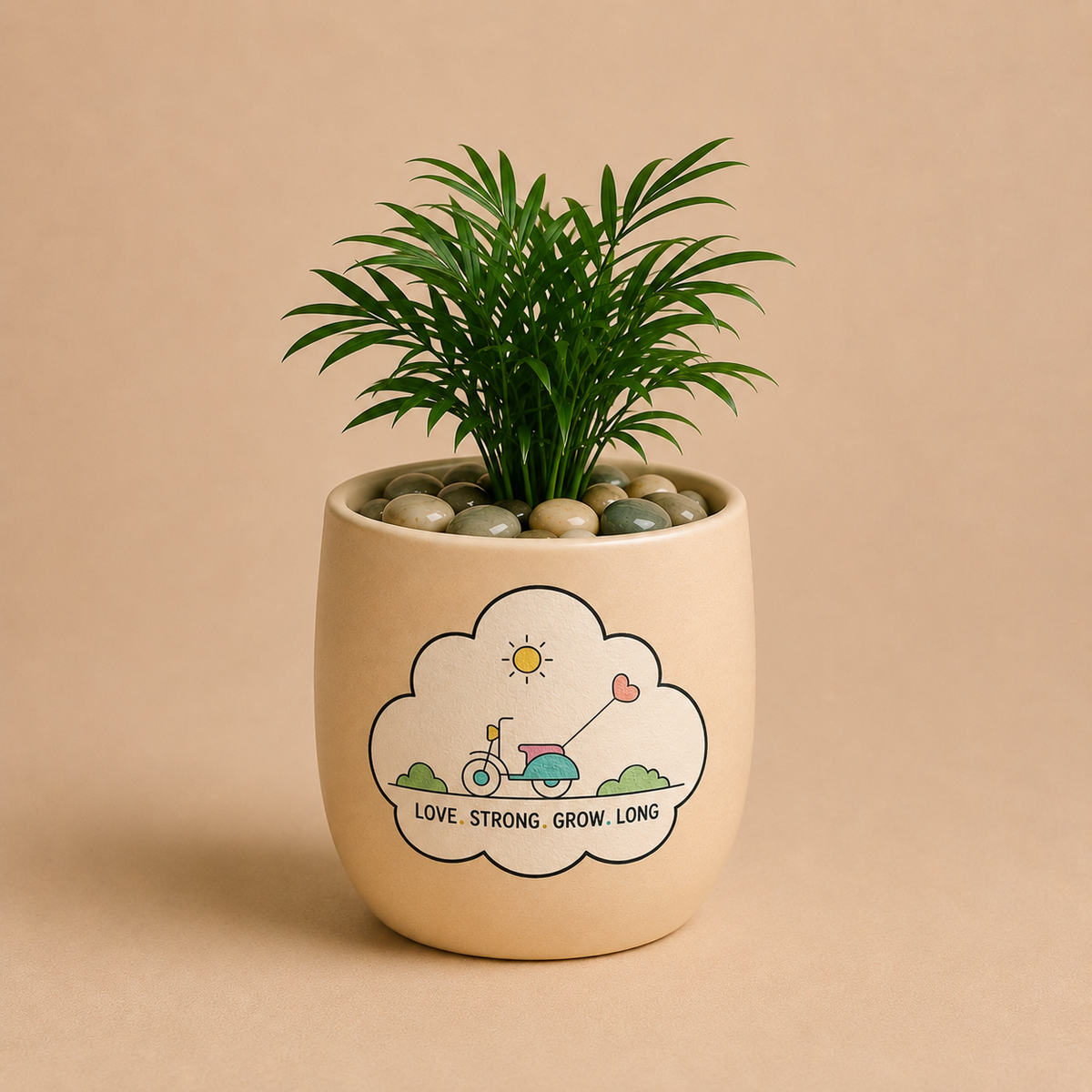 A8 Celebration - Chamaedorea Elegans in Ceramic Printed Pot