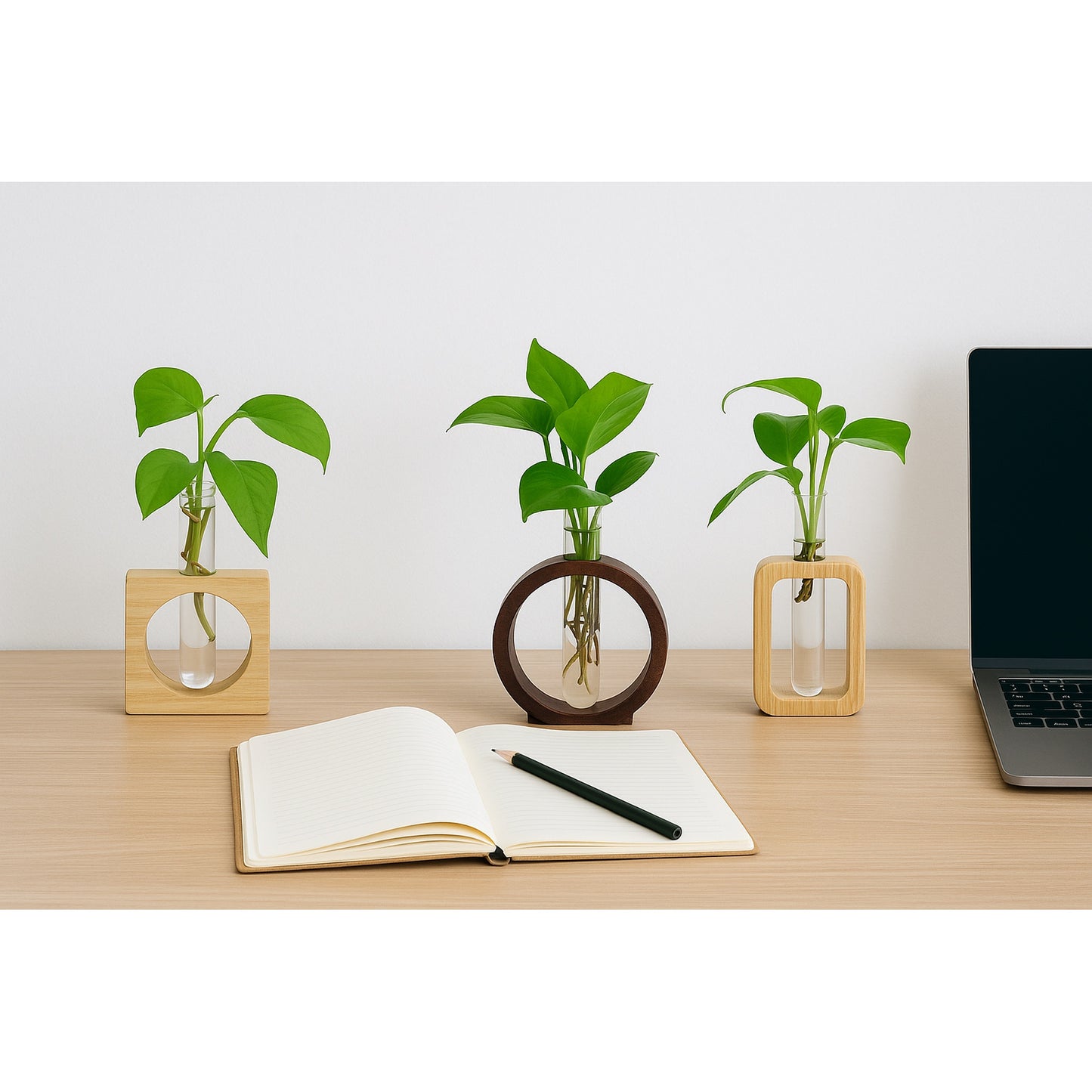 Hydroponic - Round Wooden Stand with Glass Vases - Money Plant