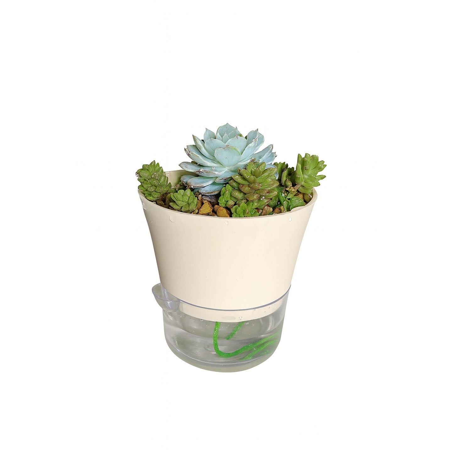 Succulent Bowl — Self-Watering Planter