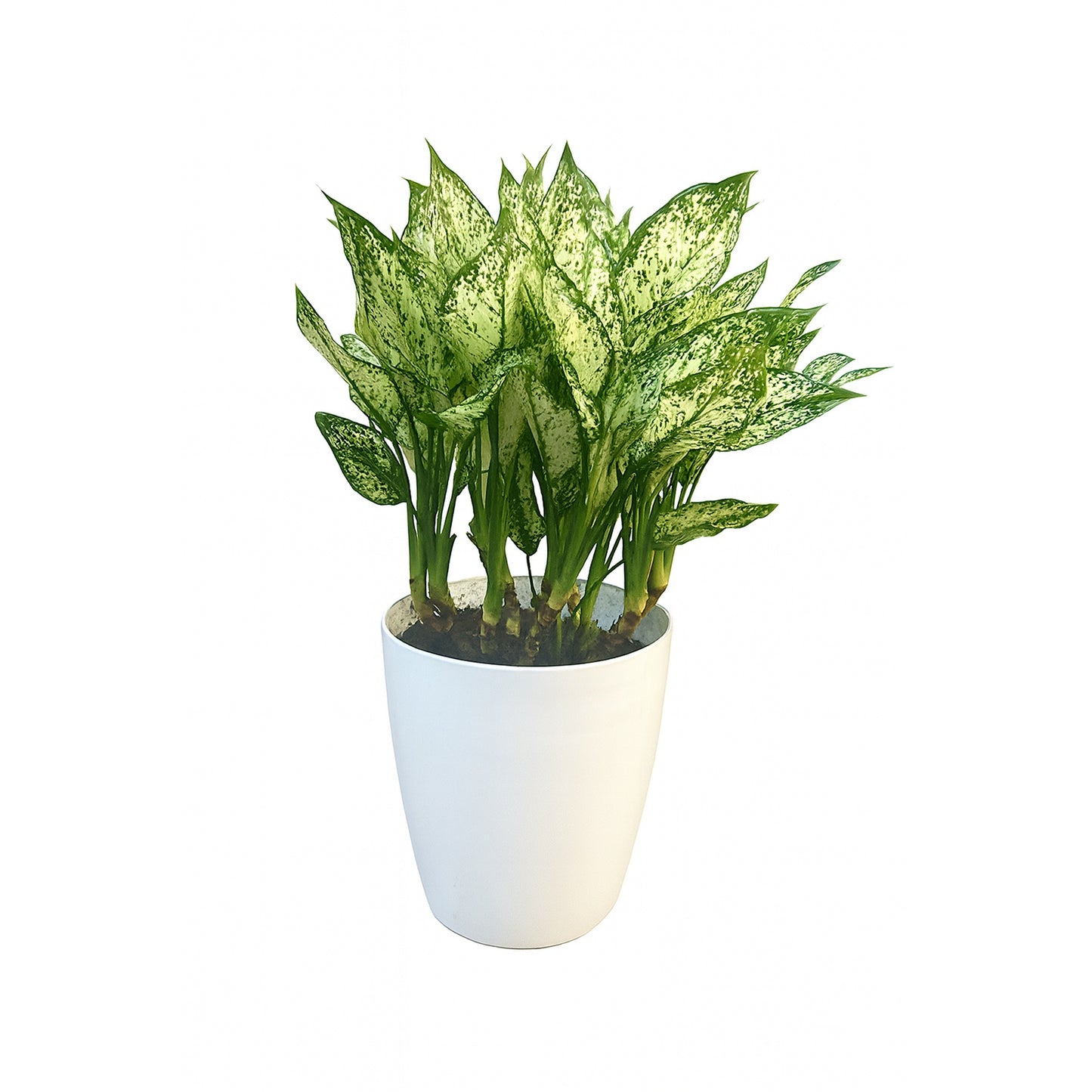 Aglaonema Snow White – Plastic Planter