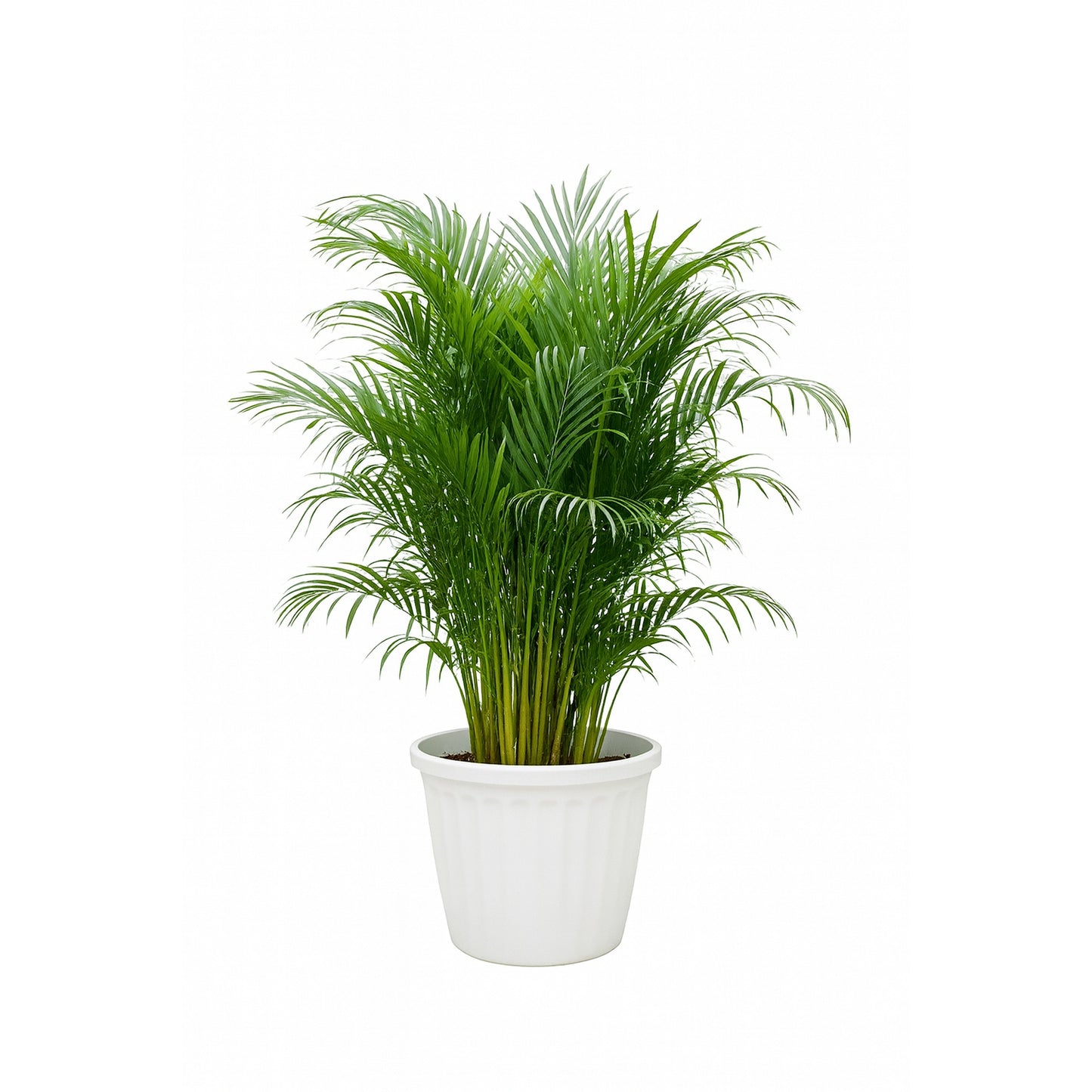 Areca Palm – Lush Indoor Plant in 20-Inch White Pot