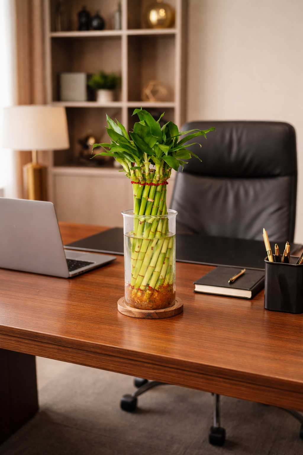 Lucky Bamboo Plant - Glass Vase – Perfect for Executive & Corporate Spaces