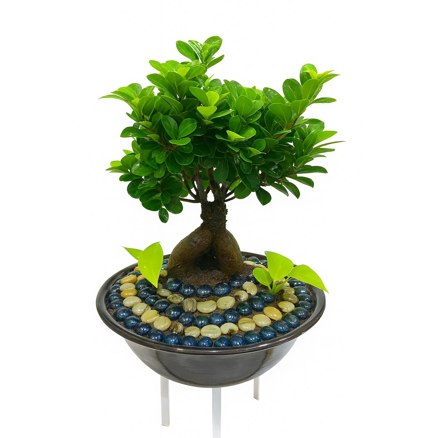 Bonsai Plant - Designer Ceramic