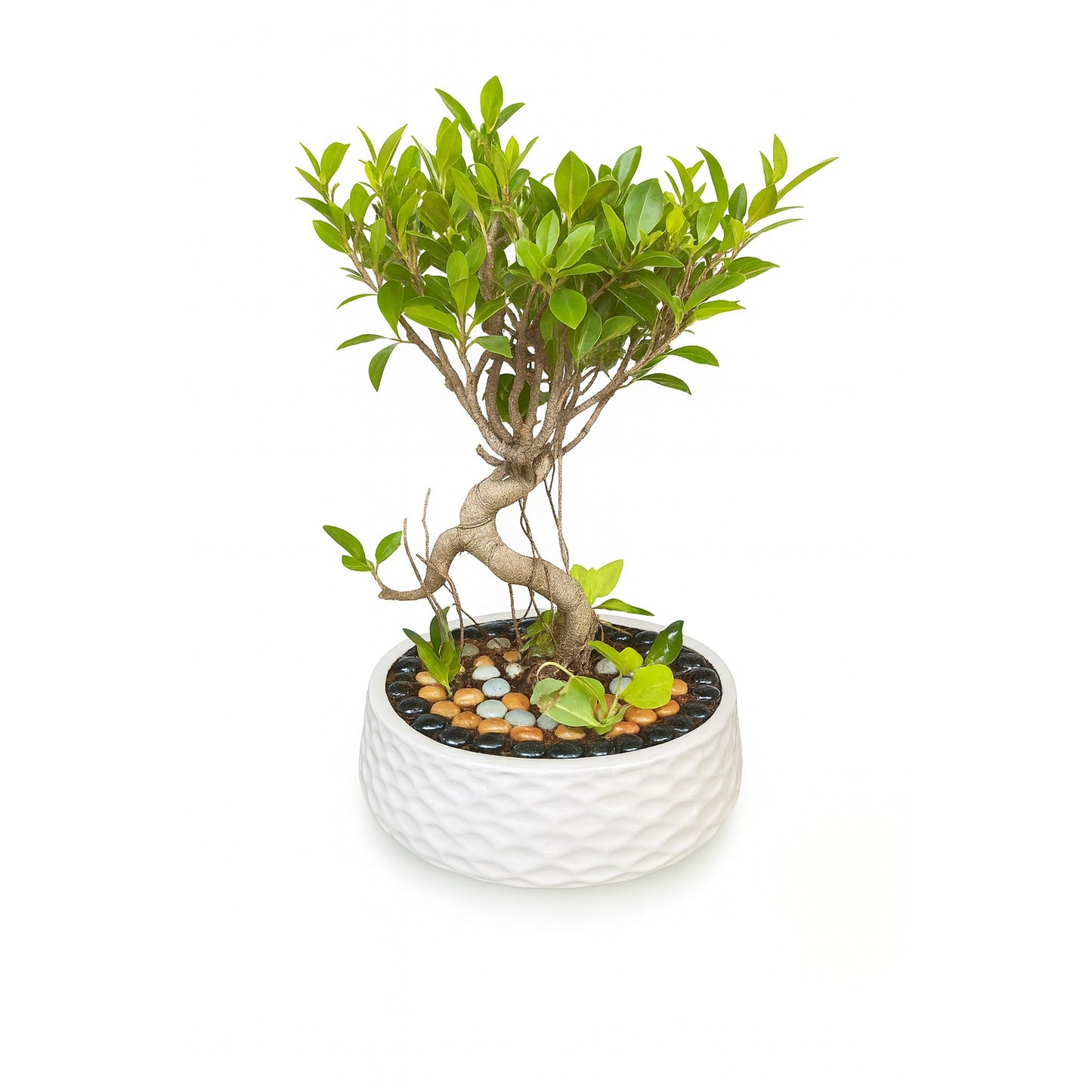 S-Shape Bonsai Plant - Ceramic Pot