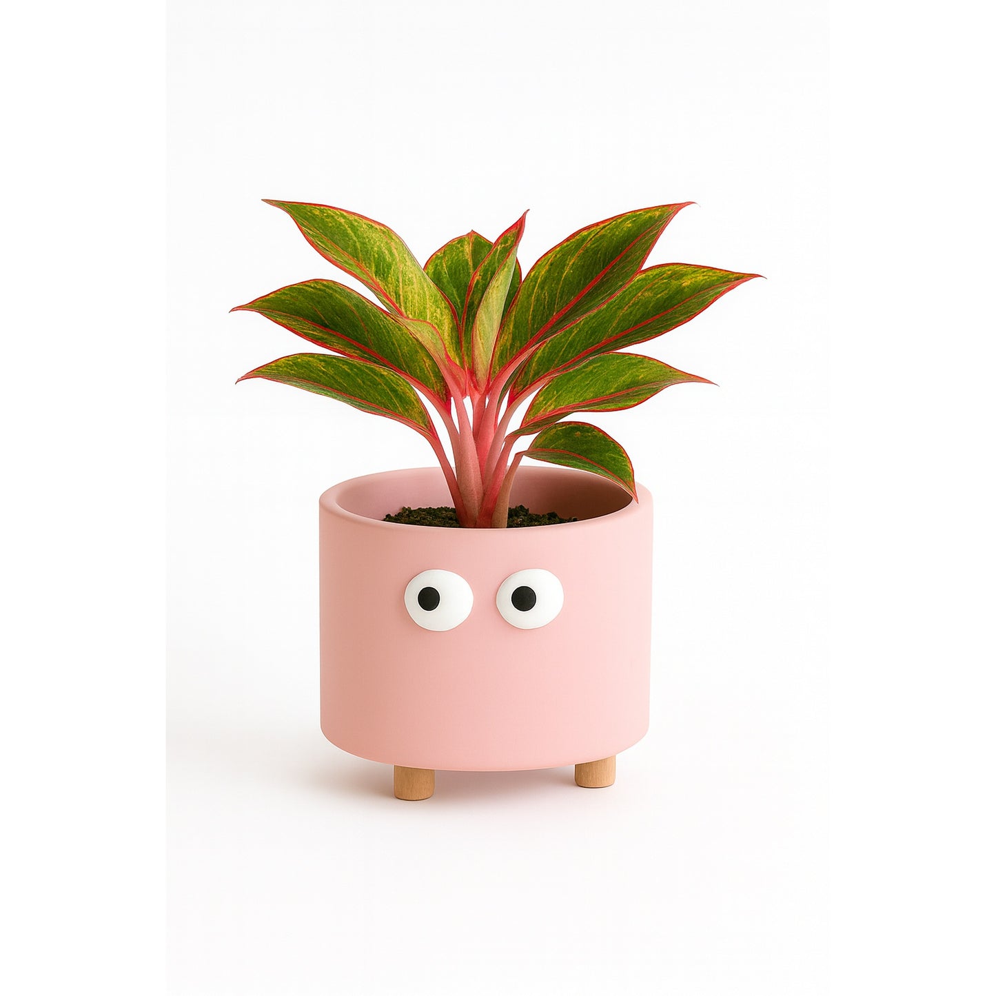 Aglaonema Lipstick - Pink Ceramic - Pot