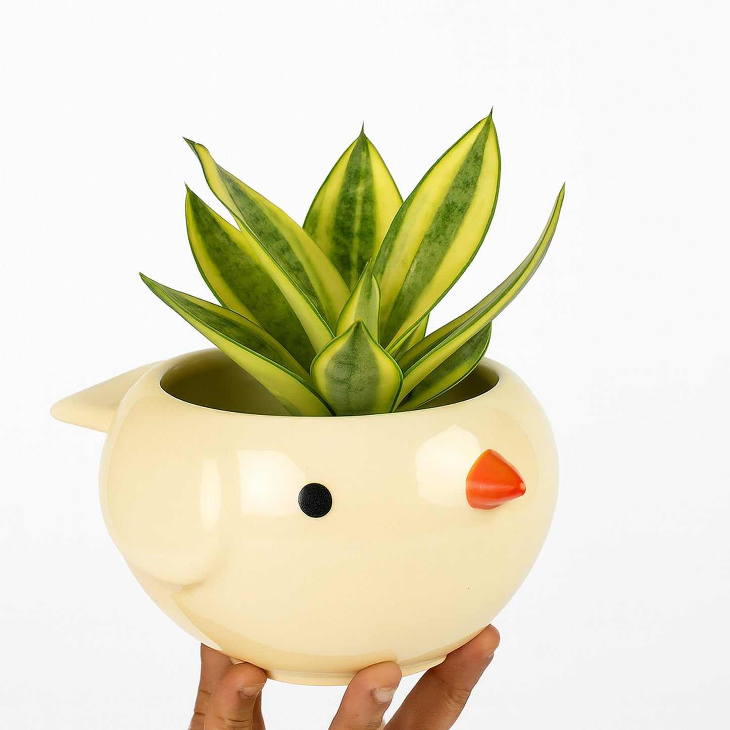 Variegated Snake Plant - Ceramic Pot