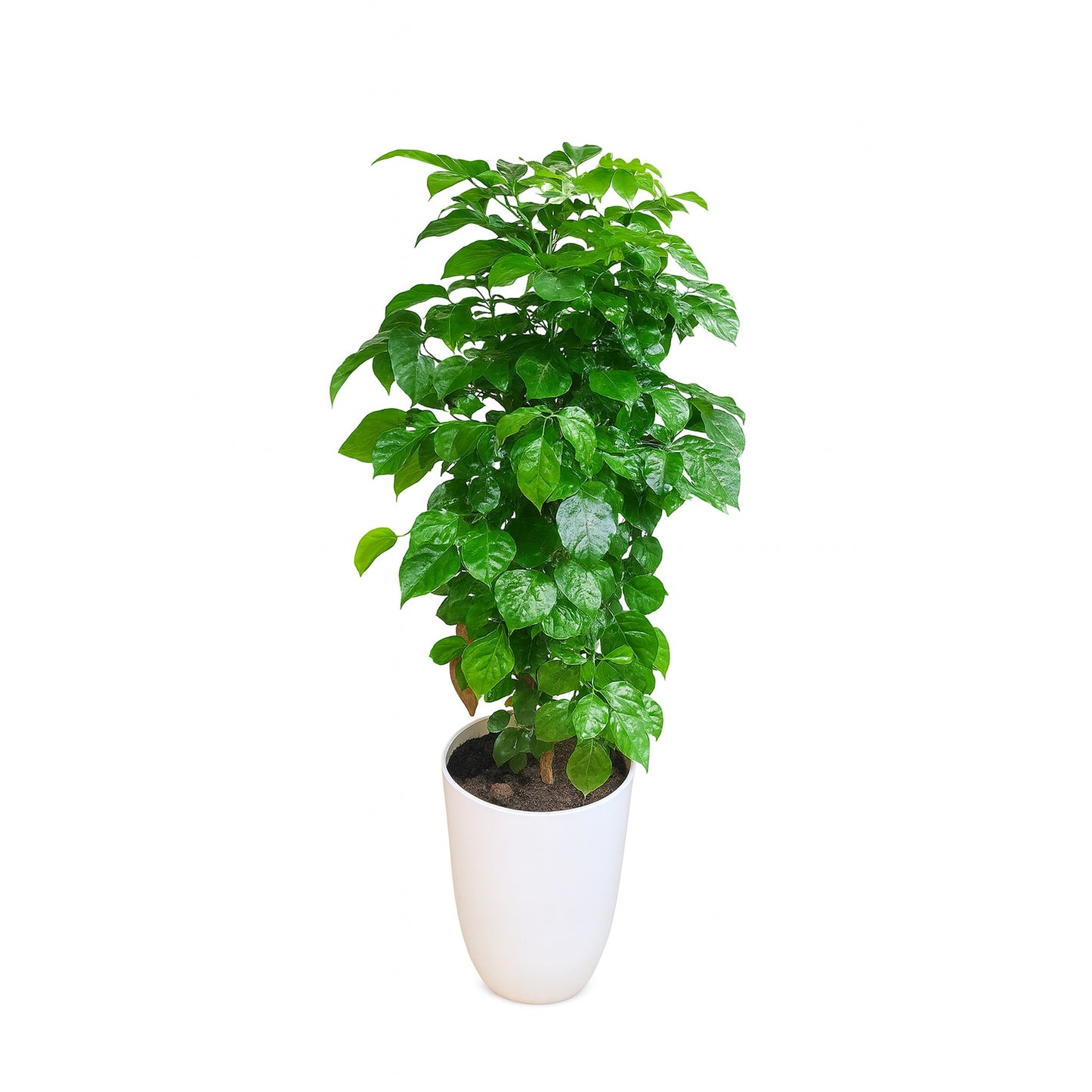 China Doll (Red Machera Plant) -White Plastic Tower