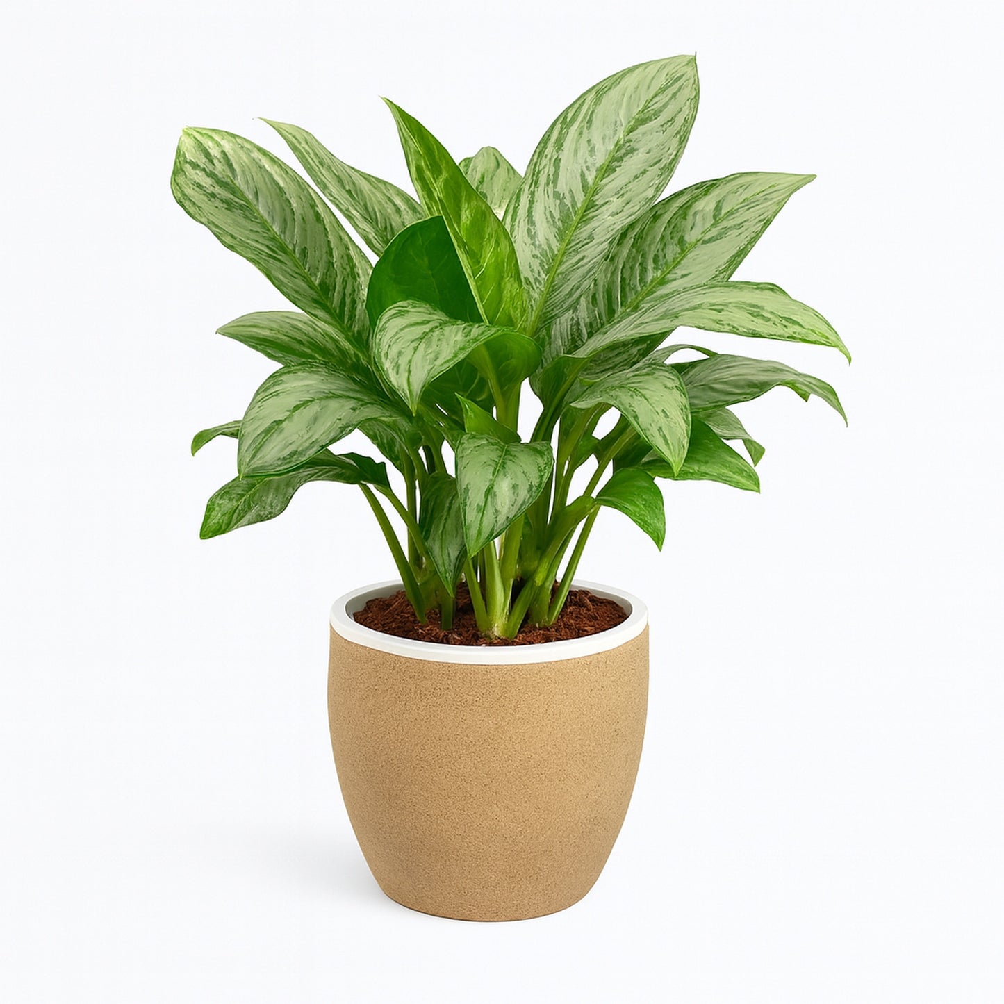 Aglaonema 'silver King - Fiber Pot
