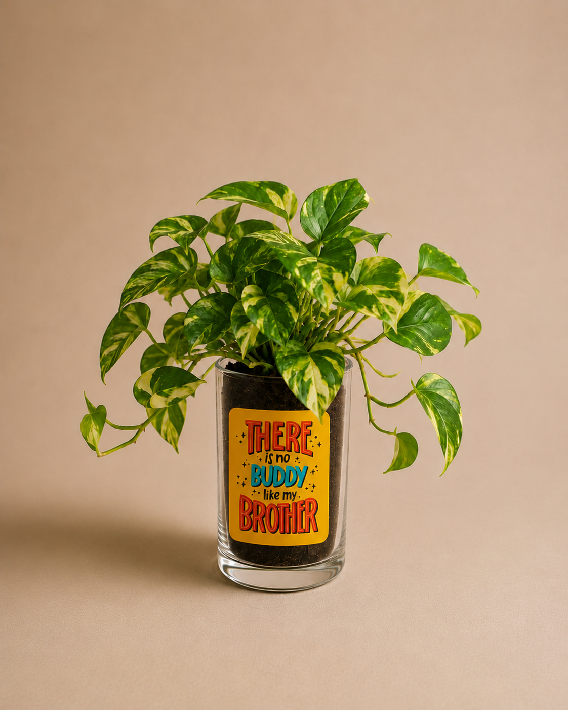A4 Celebration - Money Plant in Glass Printed Planter