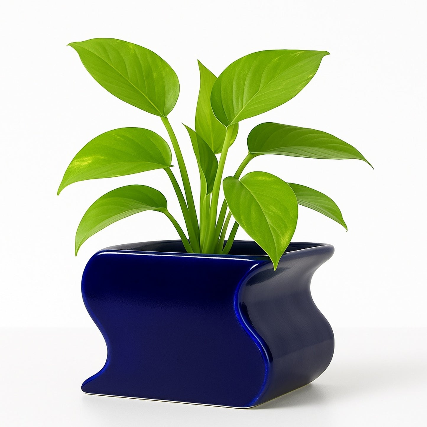 Golden Pothos — Blue Decorative Pot (H 4.5″ × Ø 4″)