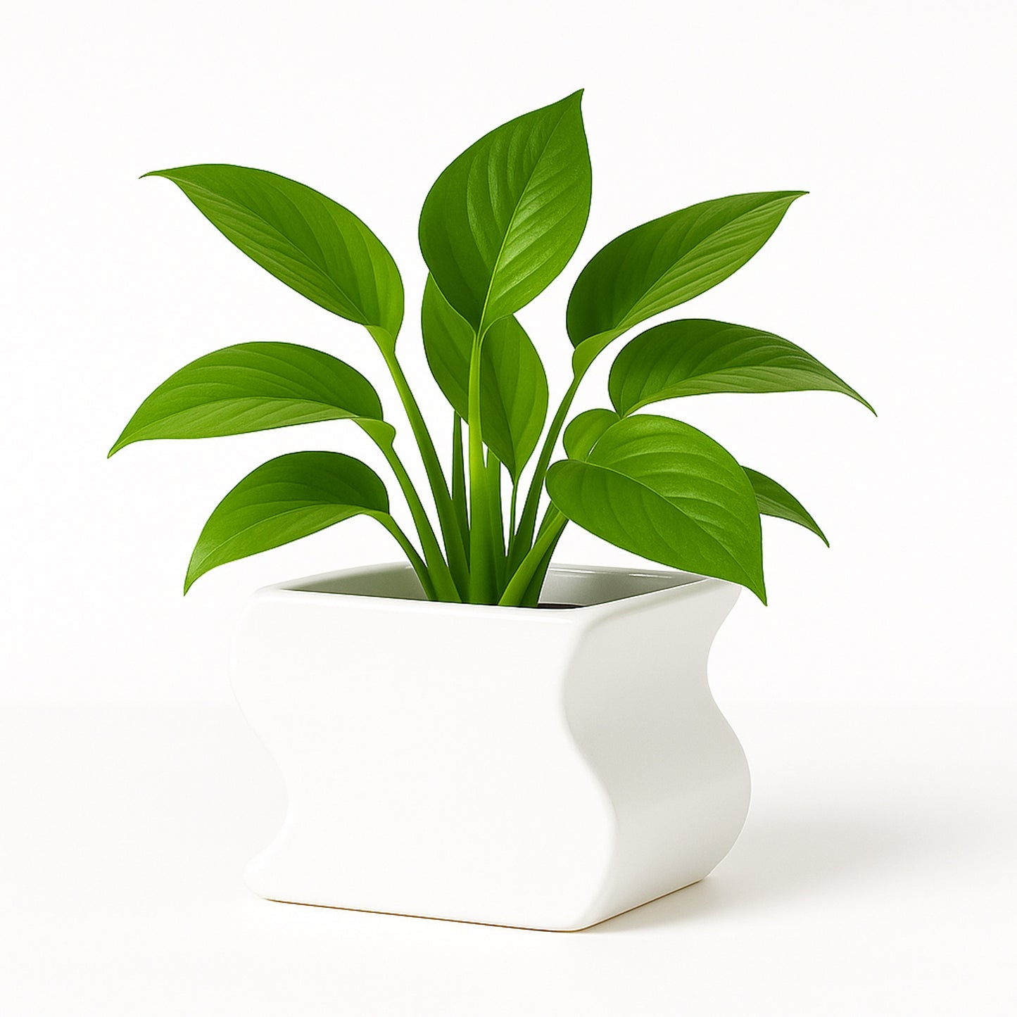Green Pothos — White Decorative Pot (H 4.5″ × Ø 4″)