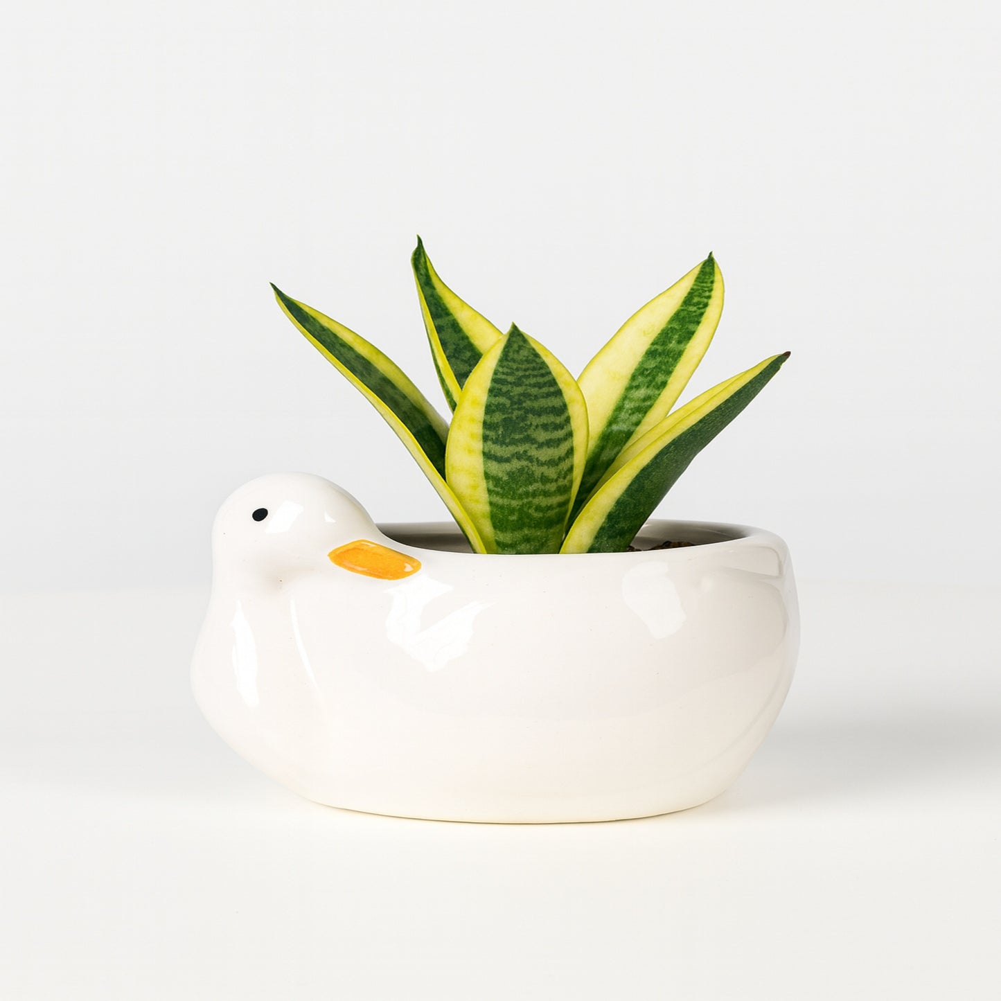 Variegated Snake Plant - Duck - Ceramic Pot