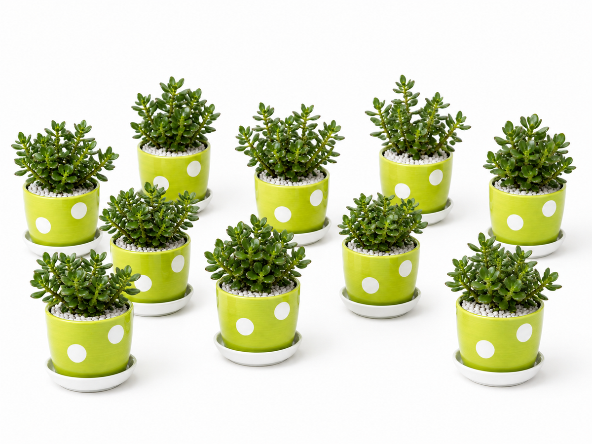 10 Jade Plants - Ceramic Polka Dots Pot