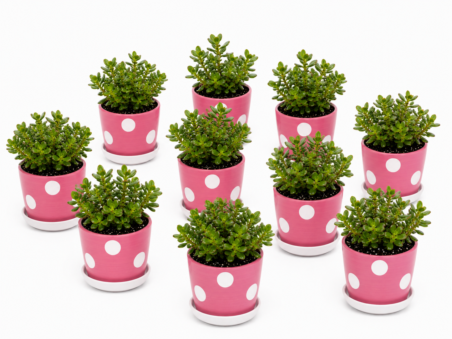 10 Jade Plants - Ceramic Polka Dots Pot