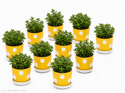10 Jade Plants - Ceramic Polka Dots Pot