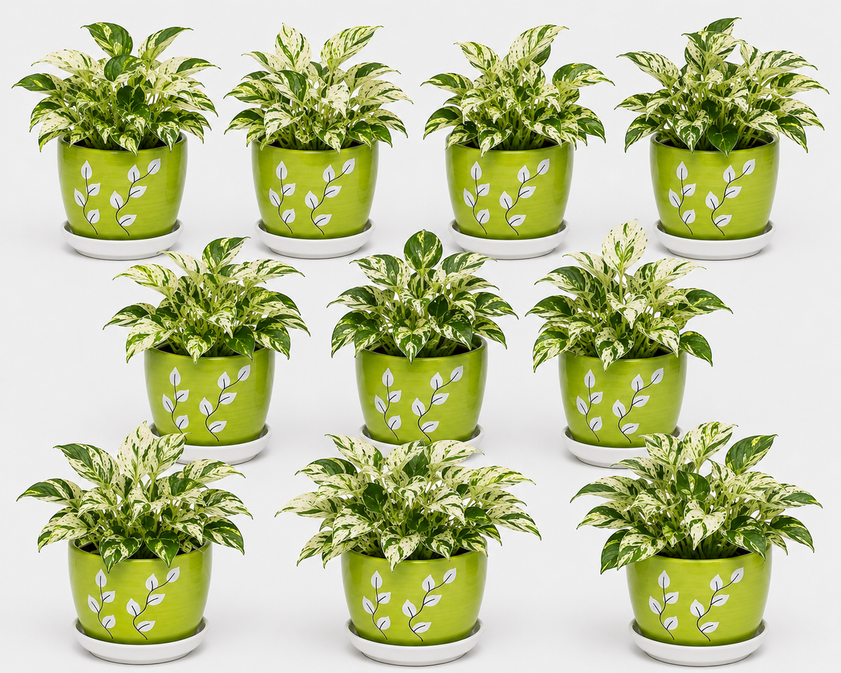 10 Marble Queen - Ceramic Tree Printed Pot