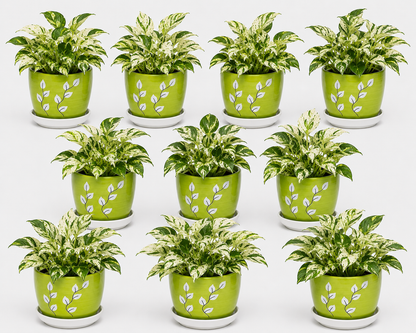 10 Marble Queen - Ceramic Tree Printed Pot