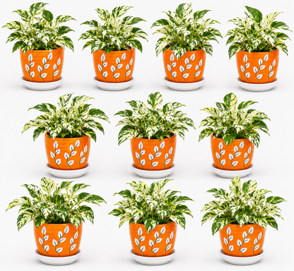 10 Marble Queen - Ceramic Tree Printed Pot