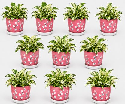 10 Marble Queen - Ceramic Tree Printed Pot