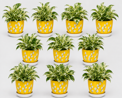 10 Marble Queen - Ceramic Tree Printed Pot