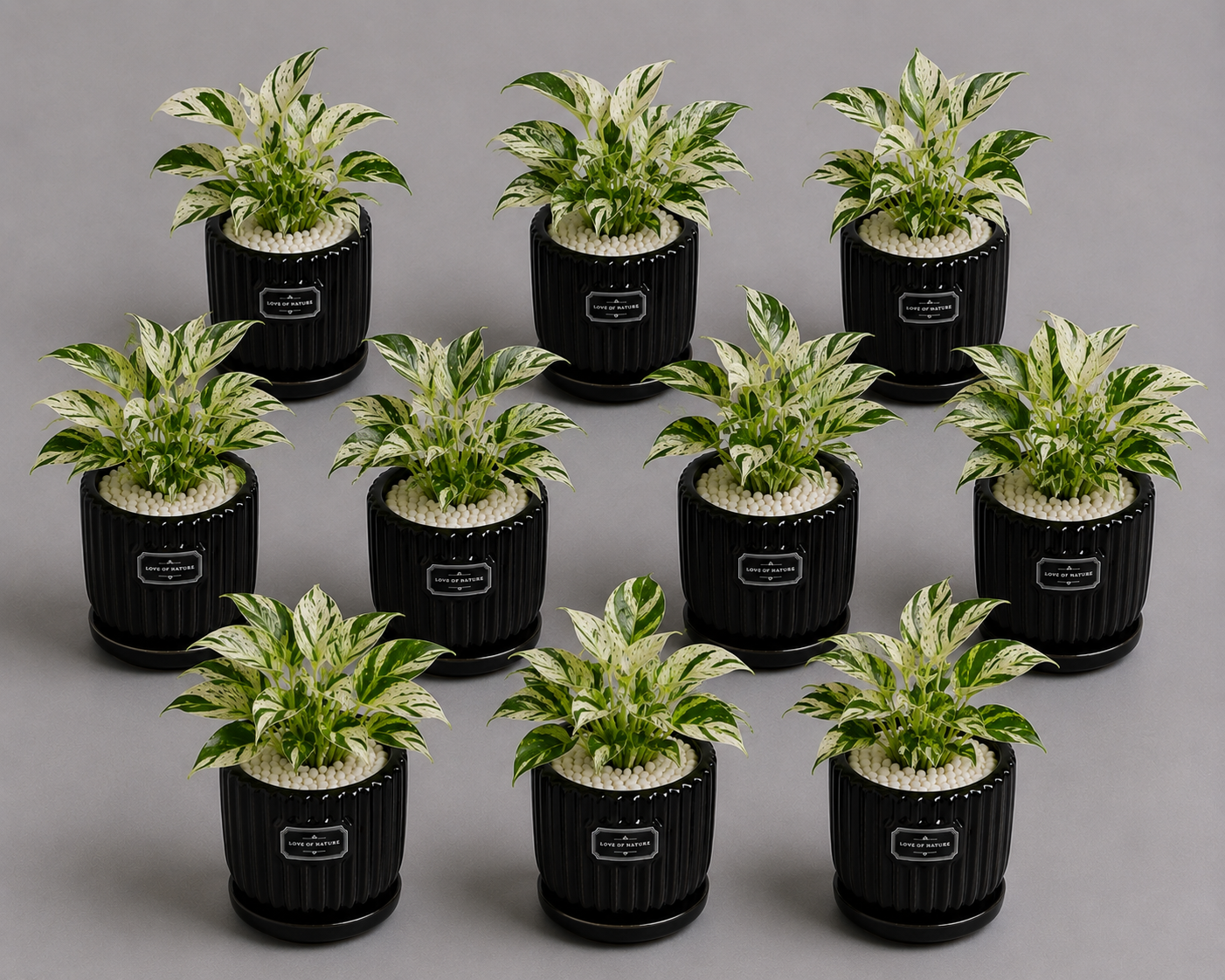 10 Marble Queen - Ceramic Front Label Printed Pot