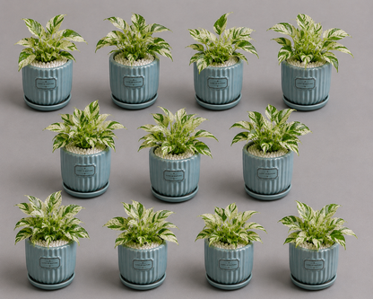 10 Marble Queen - Ceramic Front Label Printed Pot