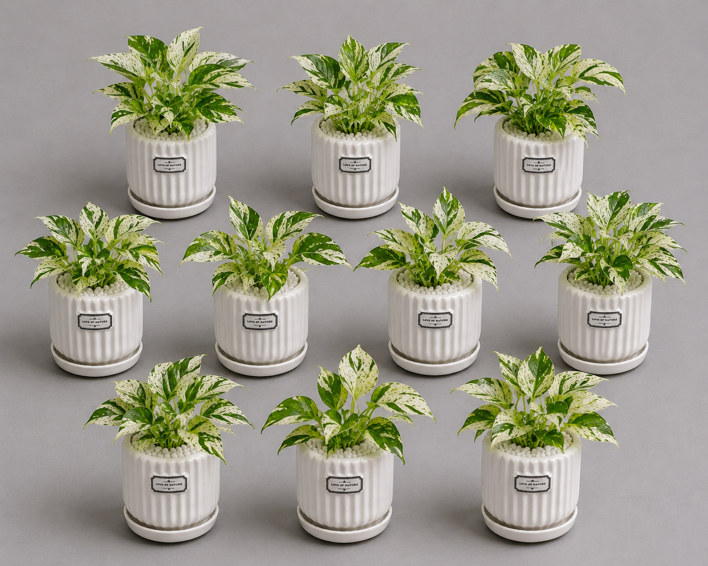 10 Marble Queen - Ceramic Front Label Printed Pot