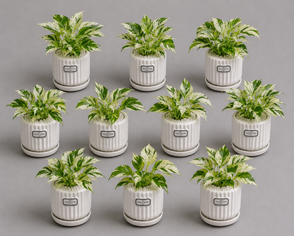 10 Marble Queen - Ceramic Front Label Printed Pot
