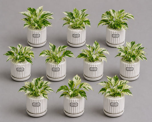 10 Marble Queen - Ceramic Front Label Printed Pot