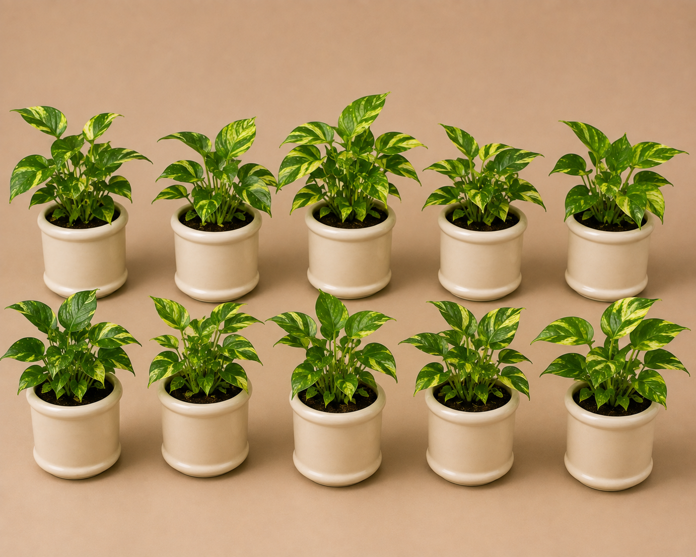 10 Marble Queen - Ceramic Pillar Style Creme Pot