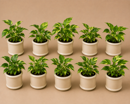 10 Marble Queen - Ceramic Pillar Style Creme Pot