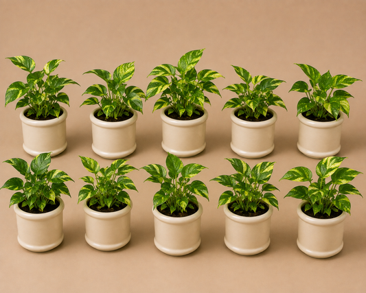 10 Marble Queen - Ceramic Pillar Style Creme Pot