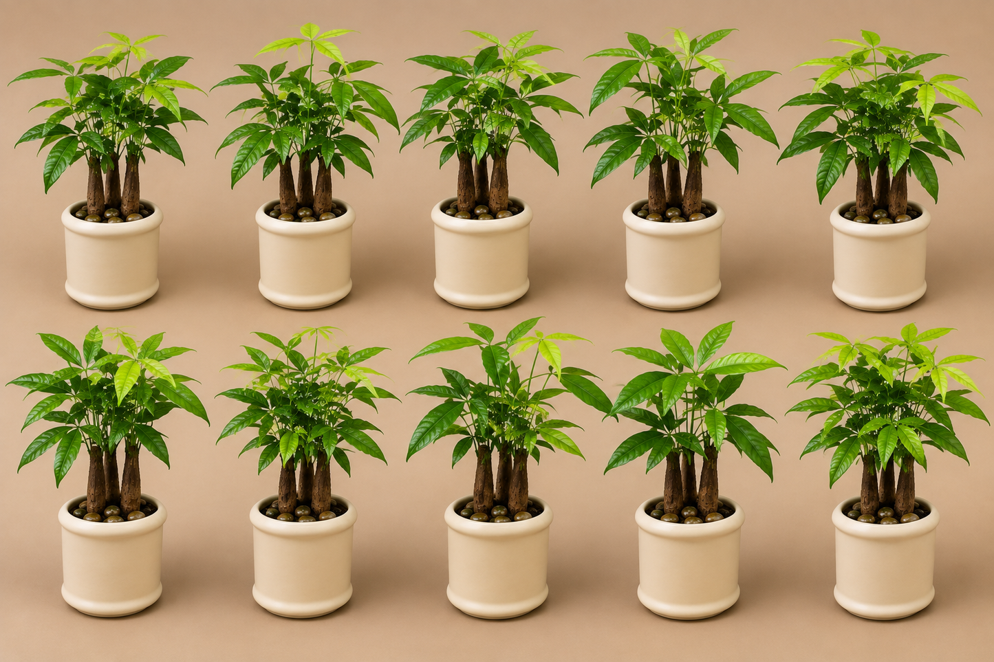 10 Pachira Bonsai - Ceramic Pillar Style Creme Pot