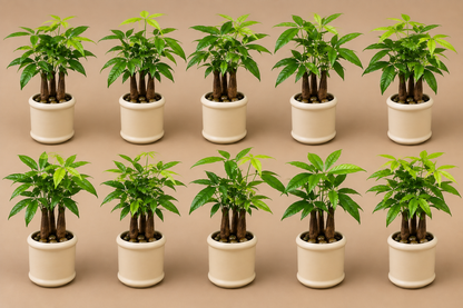 10 Pachira Bonsai - Ceramic Pillar Style Creme Pot