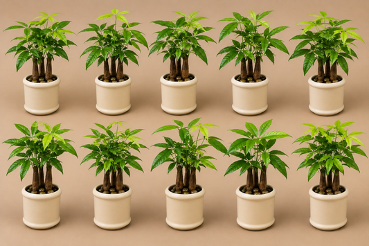10 Pachira Bonsai - Ceramic Pillar Style Creme Pot