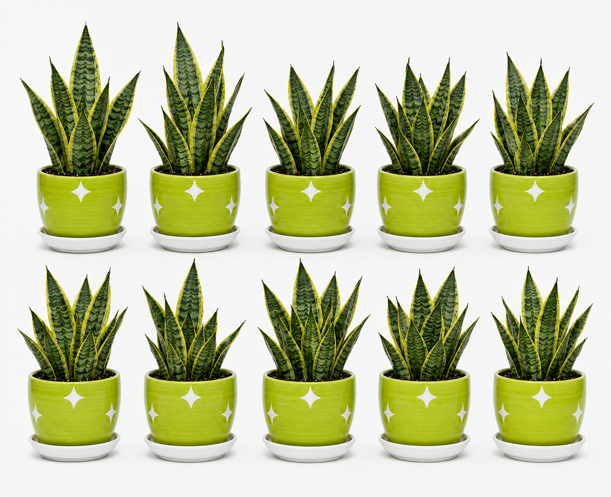 10 Snake Plant - Ceramic Polka Stars Pot