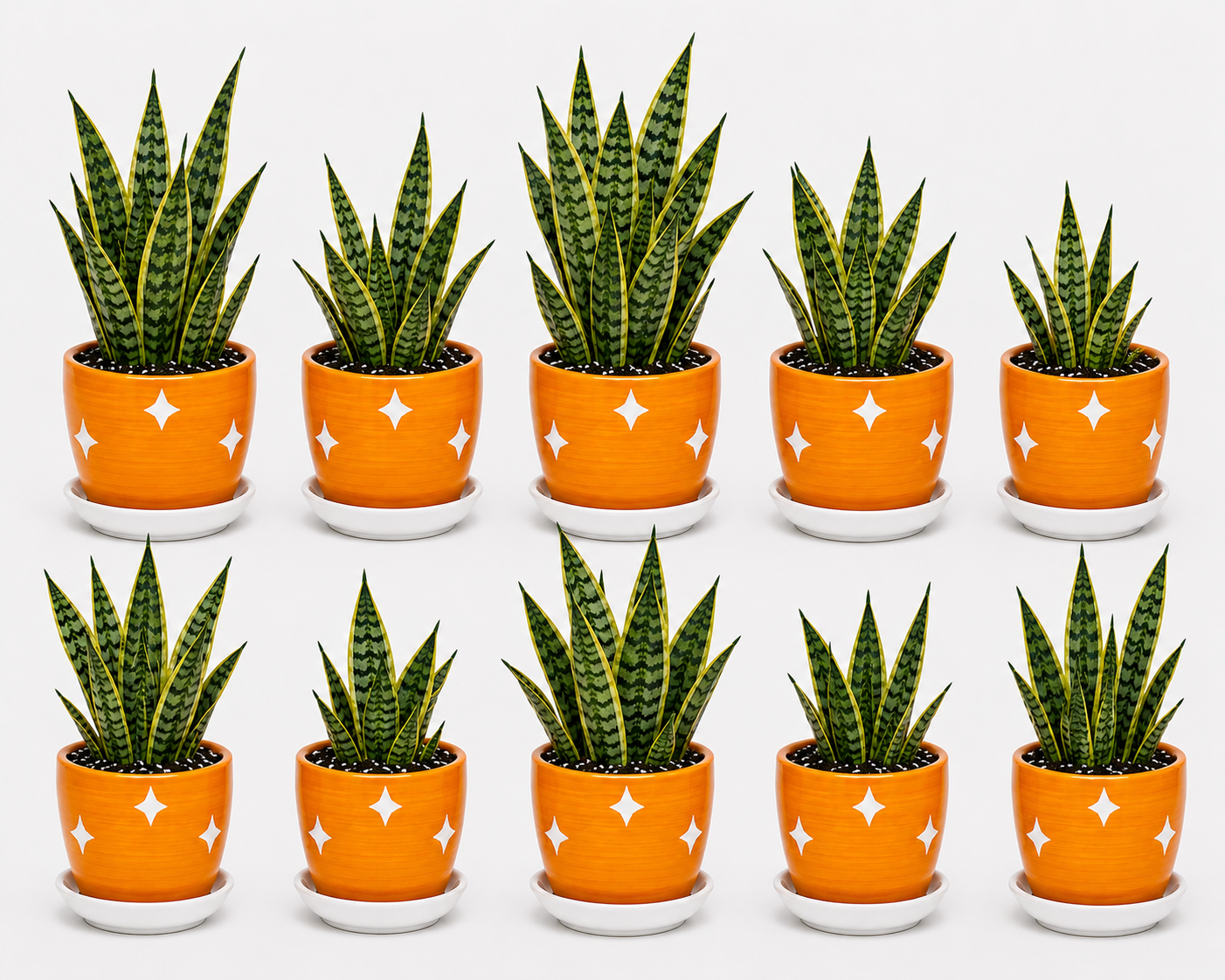 10 Snake Plant - Ceramic Polka Stars Pot