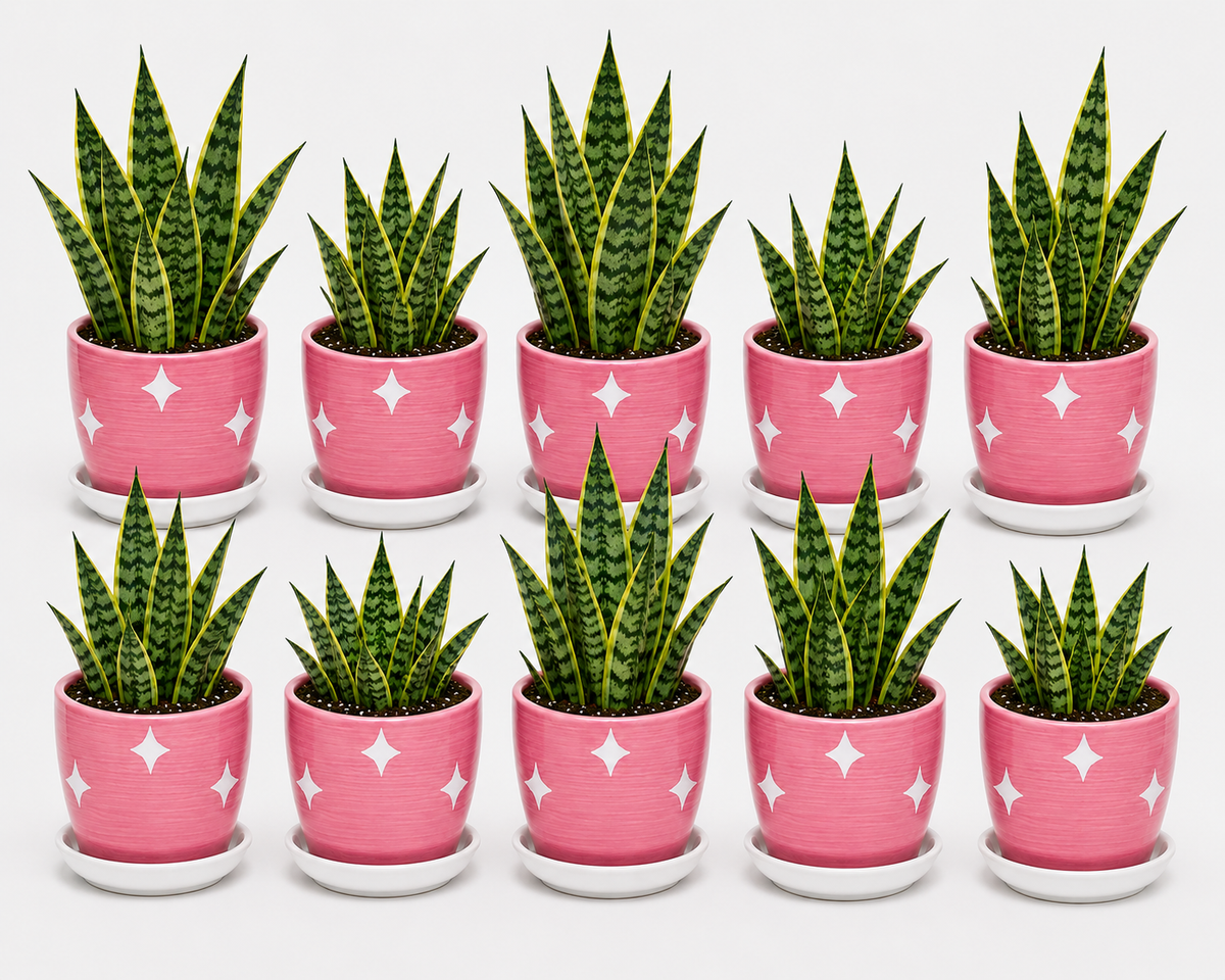 10 Snake Plant - Ceramic Polka Stars Pot