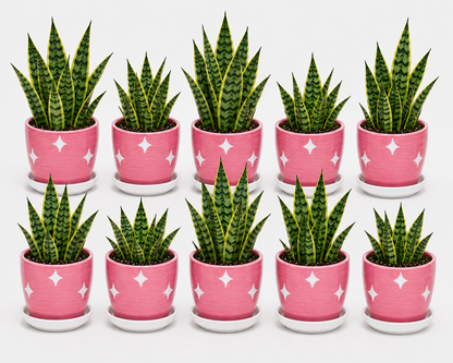 10 Snake Plant - Ceramic Polka Stars Pot