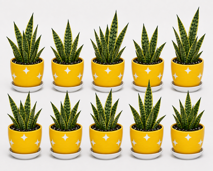 10 Snake Plant - Ceramic Polka Stars Pot