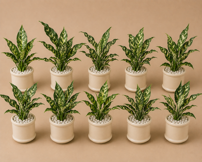 10 Aglaonema Snow White - Ceramic Pillar Style Creme Pot