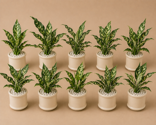 10 Aglaonema Snow White - Ceramic Pillar Style Creme Pot