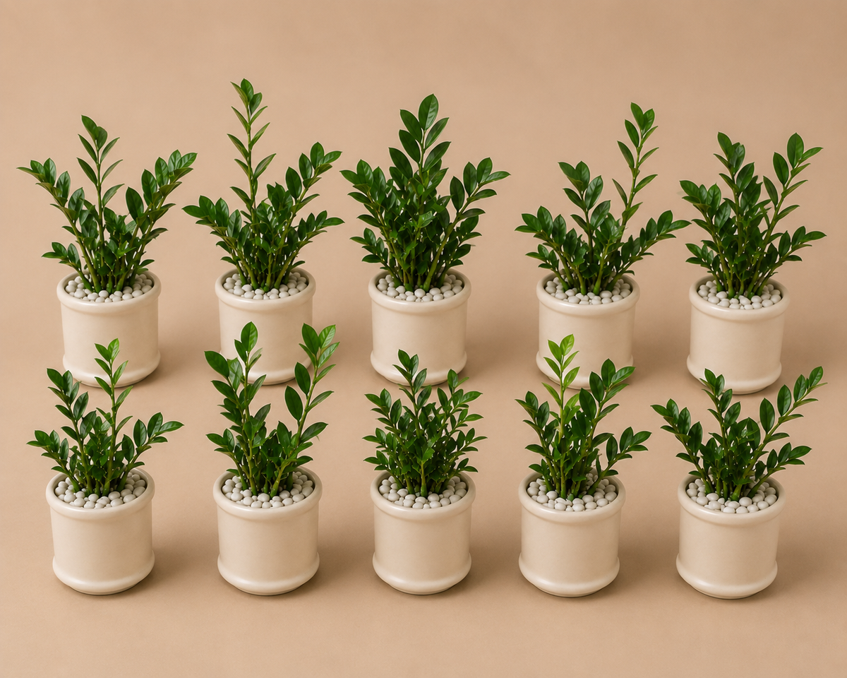 10 Zamia Palm - Ceramic Pillar Style Creme Pot
