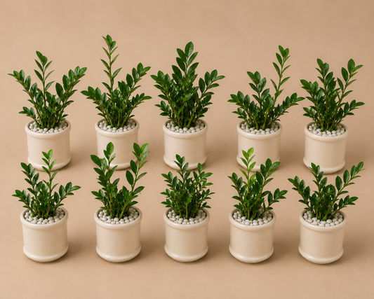 10 Zamia Palm - Ceramic Pillar Style Creme Pot