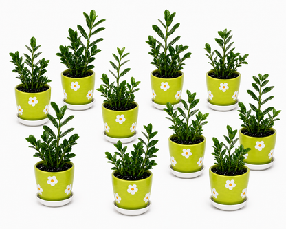 10 Zamia Palm - Ceramic Polka Flowers Pot