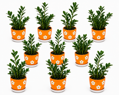 10 Zamia Palm - Ceramic Polka Flowers Pot