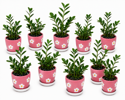 10 Zamia Palm - Ceramic Polka Flowers Pot