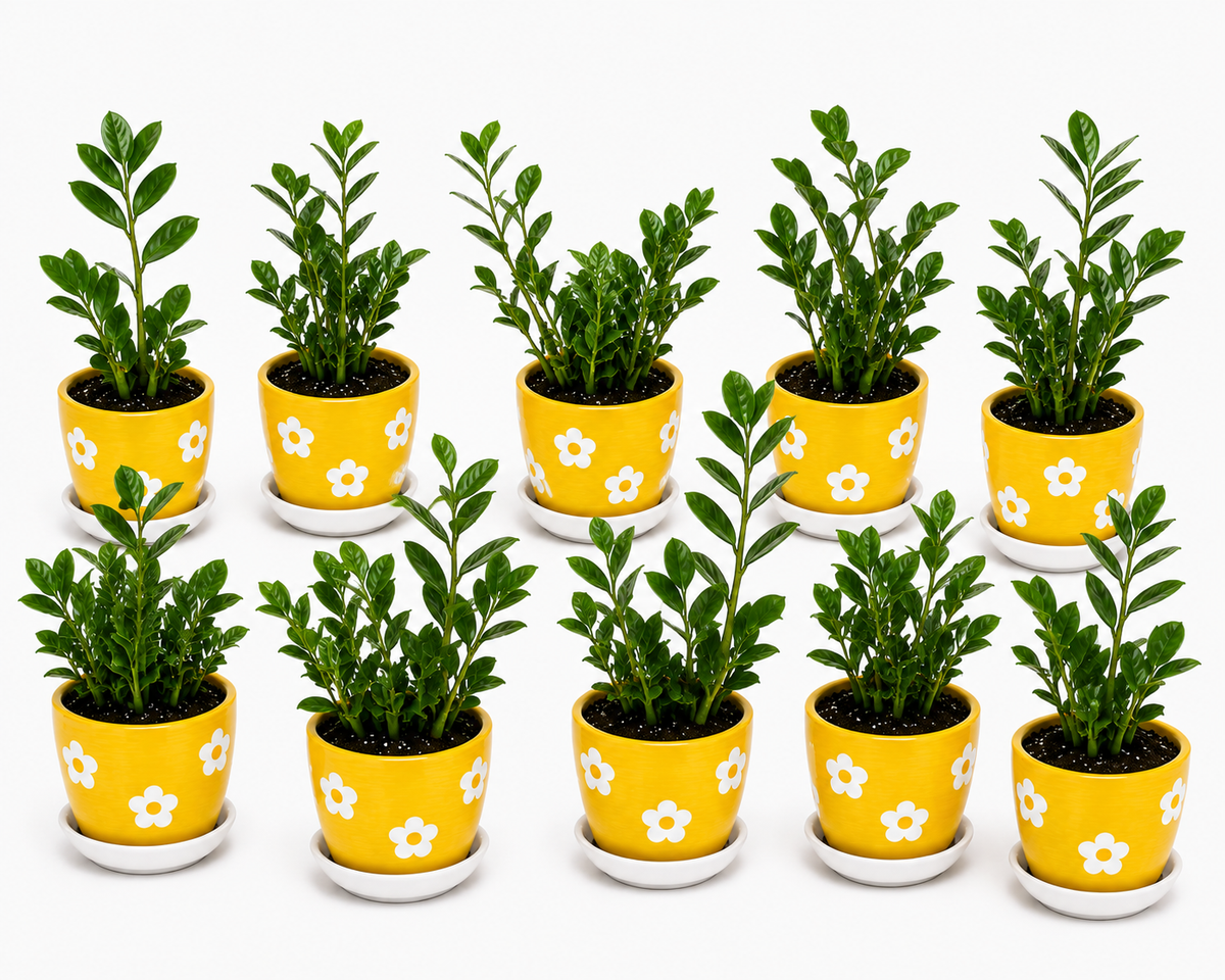 10 Zamia Palm - Ceramic Polka Flowers Pot