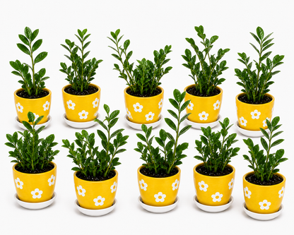 10 Zamia Palm - Ceramic Polka Flowers Pot