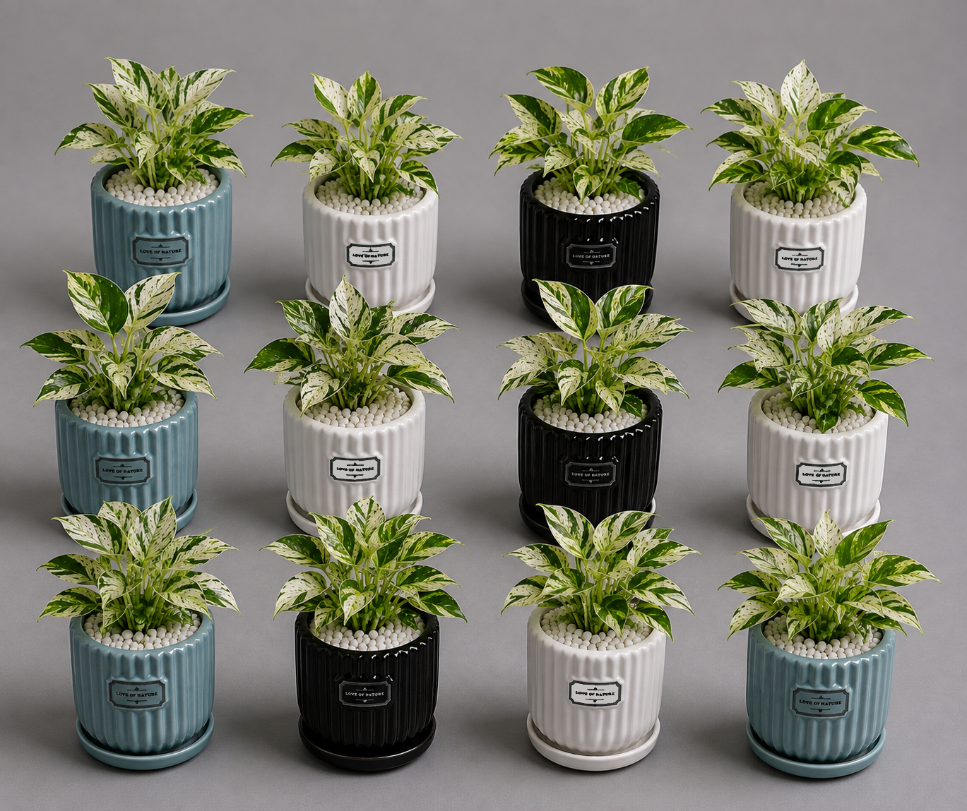 12 Marble Queen - Ceramic Front Label Printed Pot